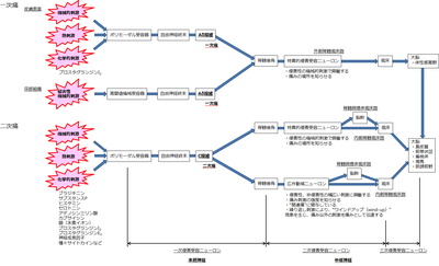 三次侵害受容ニューロン.png