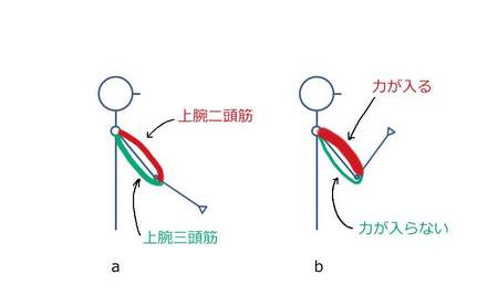 相反神経支配.JPG