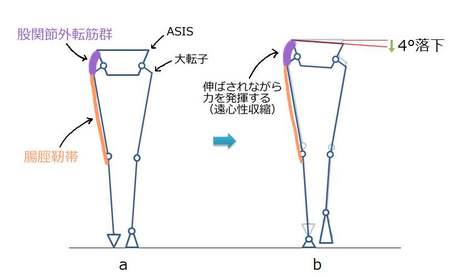 股関節衝撃吸収筋肉.jpg