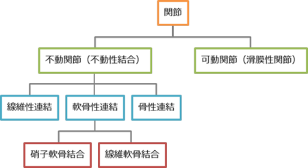 関節の分類.png