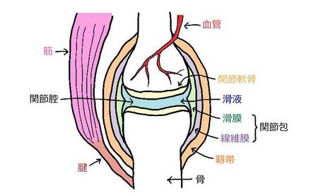 関節の構造.jpg